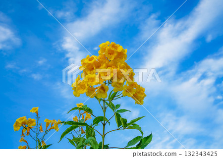 Blooming Yellow Bells at Hurghada Red Sea Resort Egypt. 132343425