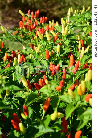 Pre-harvest wild pepper (Siberian capsicum), a perennial plant of the Solanaceae family 132343443