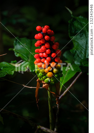 媽媽滋賀的紅色水果 媽媽滋賀的紅色水果 132343446