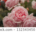 粉紅色的玫瑰 132343450