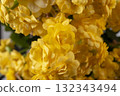 Closeup of yellow orange kalanchoe flowers. Houseplant care. Kalanchoe blossfeldiana. 132343494