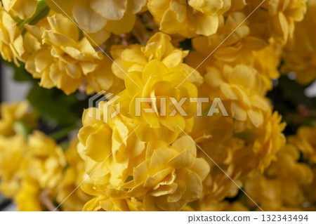 Closeup of yellow orange kalanchoe flowers. Houseplant care. Kalanchoe blossfeldiana. 132343494