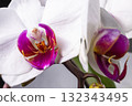 Close up of magenta and white orchid or orchis flower. Flowers from latin family Orchidaceae. Macro photo. 132343495