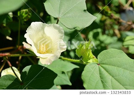 Sea buckthorn (Mallow family) flowers 132343833