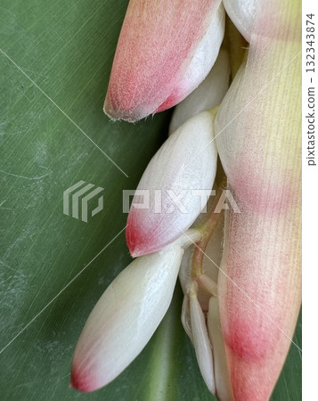 月亮桃（Getaw） 132343874