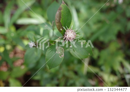 In autumn, the white flowers of the cricket blossoms gracefully announce the arrival of the new season in the quiet forest. 132344477
