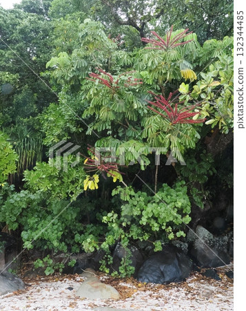 Fitzroy Island Forest — tropical shade and red flower spikes 132344485
