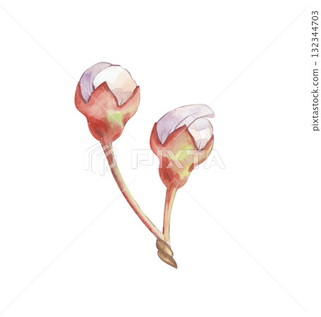 The flower buds of a fruit tree are preparing to bloom, hand-drawn. The watercolor botanical illustration is isolated on a white background. Clipart. The flower buds of a fruit tree are preparing to bloom, hand-drawn. The watercolor botanical illustration is isolated on a white background. Clipart. 132344703
