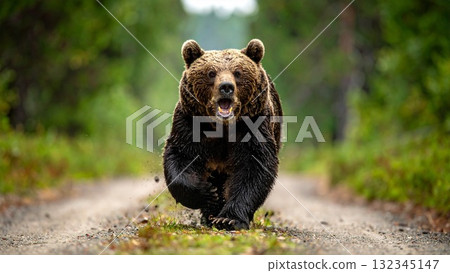 Image of a ferocious bear coming down the mountain Image of a ferocious bear coming down the mountain 132345147