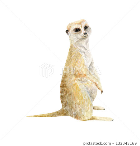 Watercolor hand draw composition with meerkat sitting on its hind legss. wall sticker. Wildlife.  132345169