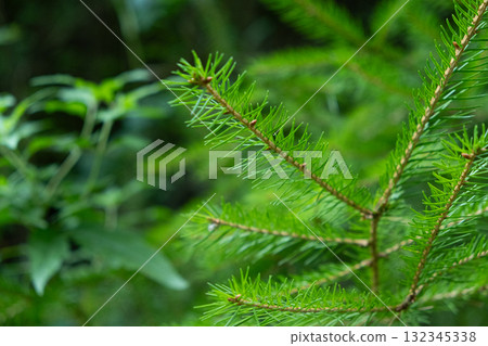 Fir Tree Branches Close-Up, Evergreen Conifer Foliage Macro Fir Tree Branches Close-Up, Evergreen Conifer Foliage Macro 132345338