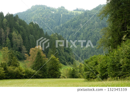 Lush Evergreen Foliage of Coniferous Trees in a Forest 132345339