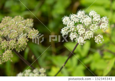 Wild Angelica Blooming in Alpine Meadow. Wild Angelica Blooming in Alpine Meadow. 132345343