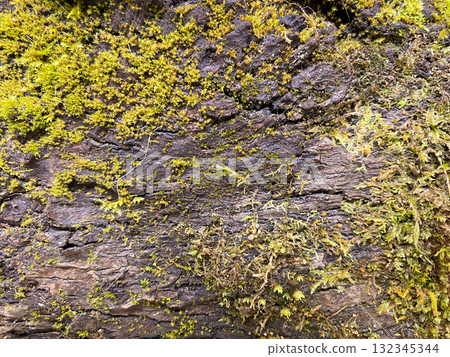 Abstract Stone Background With Moss. 132345344
