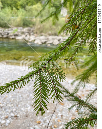 Lush Evergreen Foliage of Coniferous Trees in a Forest Lush Evergreen Foliage of Coniferous Trees in a Forest 132345349