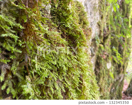 Moss growing wild in the forest macro 132345350