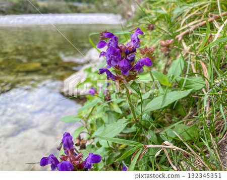 Wild Prunella vulgaris Blooming in Mountain Grassland Wild Prunella vulgaris Blooming in Mountain Grassland 132345351