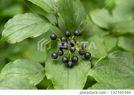 Closeup of Wild Berries Growing in Alpine Nature 132345360