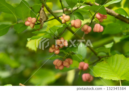 Colorful Euonymus Berries on Branches in Autumn Forest 132345384