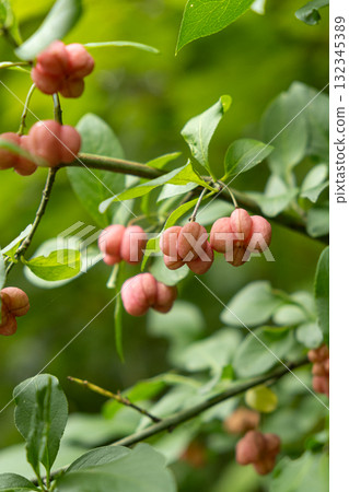 Colorful Euonymus Berries on Branches in Autumn Forest 132345389