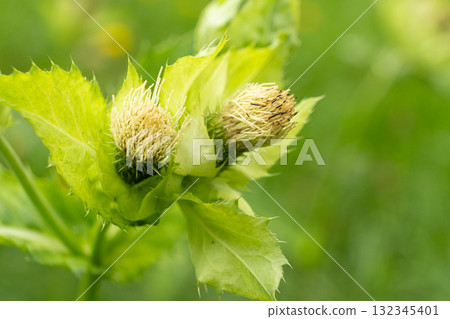 Cirsium oleraceum marsh thistle blooming in meadow Cirsium oleraceum marsh thistle blooming in meadow 132345401