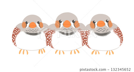 斑胸草雀正常 斑胸草雀正常 132345652