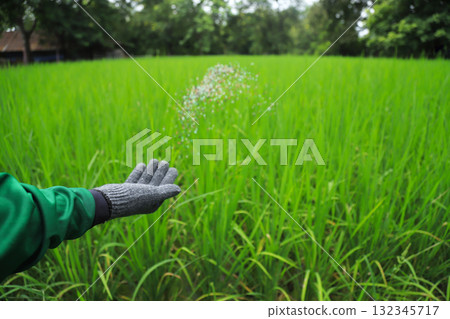 farmer hand hold chemical fertilize for using in green rice filed before harvesting 132345717