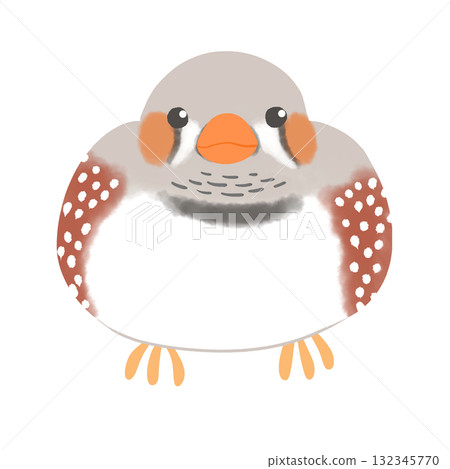 斑胸草雀正常 斑胸草雀正常 132345770