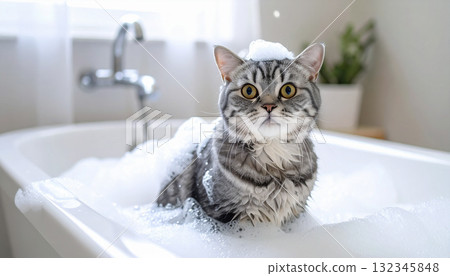 cat background 132345848