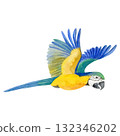 Vibrant watercolor illustration of a flying blue and yellow macaw parrot. Hand-painted in rich tropical colors 132346202