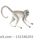Watercolor illustration of a gray monkey walking on all fours with a long tail. Wildlife. Wall sticker 132346203