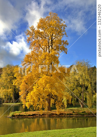 Golden tree in autumn Golden tree in autumn 132346220