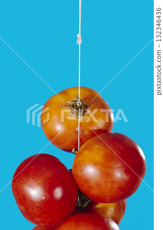 closeup of Spanish tomatoes and stem 132346436