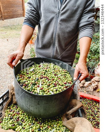 man grips a heavy arbequina olive basket man grips a heavy arbequina olive basket 132346444