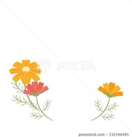 Two-color rough cosmos flower illustration 132346495