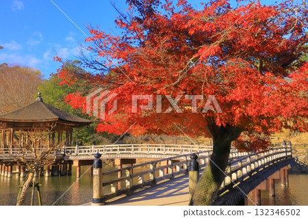 奈良公園浮見堂週邊的紅葉（奈良縣奈良市） 132346502