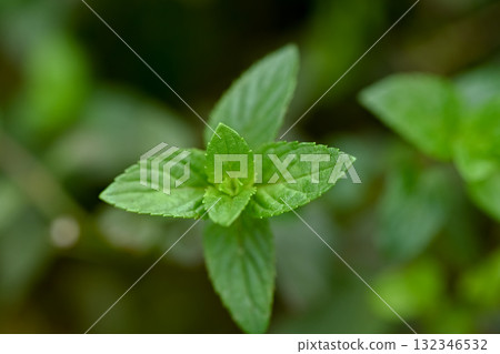 薄荷 132346532