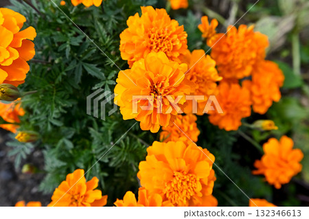 萬壽菊 萬壽菊 132346613