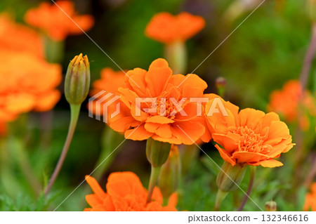 萬壽菊 萬壽菊 132346616