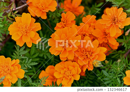 萬壽菊 萬壽菊 132346617