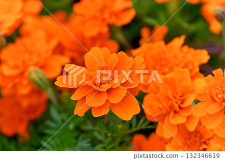 萬壽菊 萬壽菊 132346619