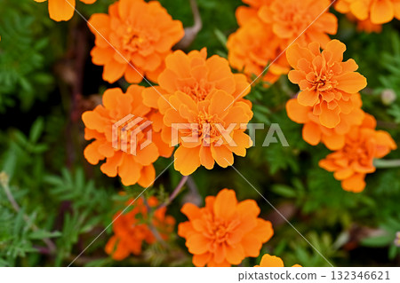 萬壽菊 萬壽菊 132346621