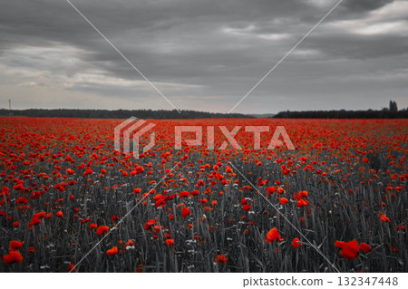 World War remembrance day. Red poppies in the field. Background imagery for remembrance or armistice day 132347448