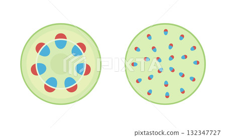 Illustration of dicotyledons, monocotyledons and vascular bundles Illustration of dicotyledons, monocotyledons and vascular bundles 132347727