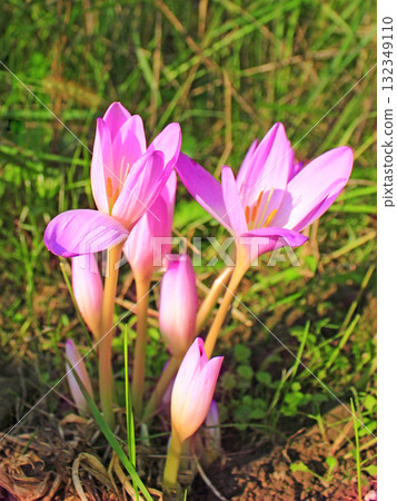 Flowers of colchicum autumnale. Autumn plants 132349110