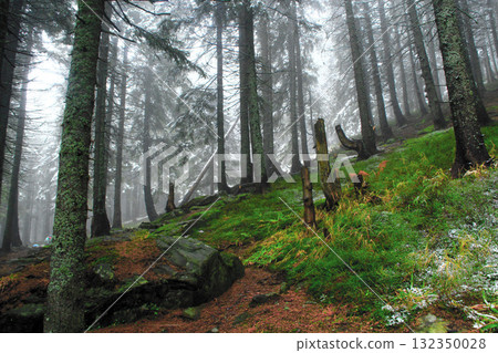 Autumnal forest with fir-trees stones and moss after first snow Autumnal forest with fir-trees stones and moss after first snow 132350028