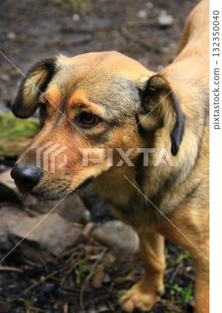 Curious homeless dog asking for food. Dog looking sadly forward 132350040