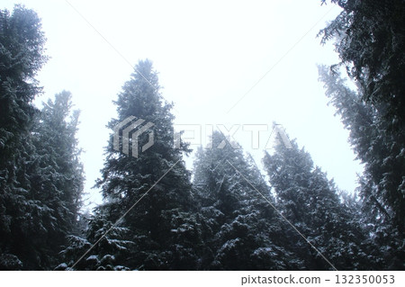 Fur-trees in the forest in violet colors. Beams of lights in spruce forest Fur-trees in the forest in violet colors. Beams of lights in spruce forest 132350053
