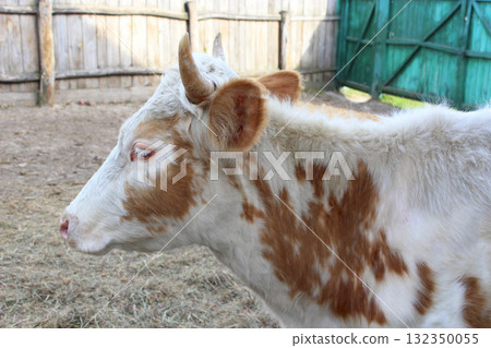 Red-and-white cow on farm. Domestic animal 132350055