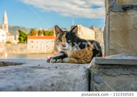 Black, white, and ginger cat lying on a stone pier near the sea in Budva, Montenegro, looking directly at the camera Black, white, and ginger cat lying on a stone pier near the sea in Budva, Montenegro, looking directly at the camera 132350583